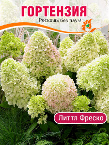 Гортензия Литтл Фреско (метельчатая)