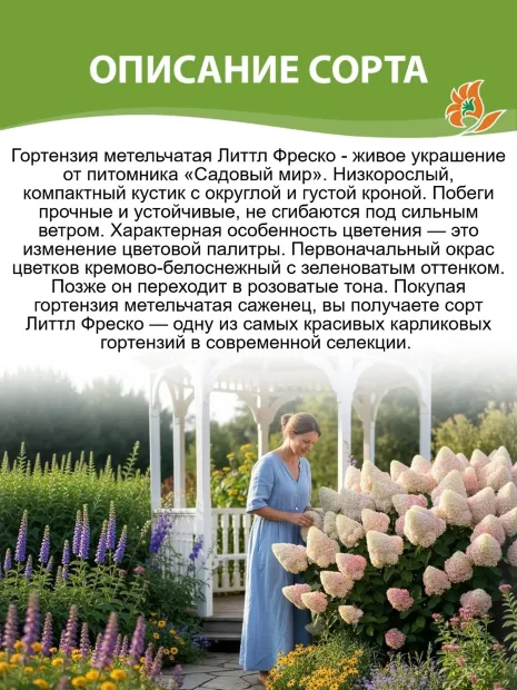 Гортензия Литтл Фреско (метельчатая) саженцы 