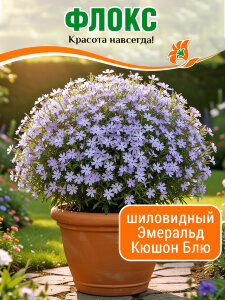 Флокс Эмеральд Кюшон Блю, шиловидный Флокс Эмеральд Кюшон Блю, шиловидный