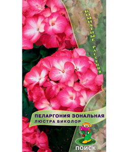 Пеларгония Люстра Биколор (зональная) Пеларгония Люстра Биколор (зональная)