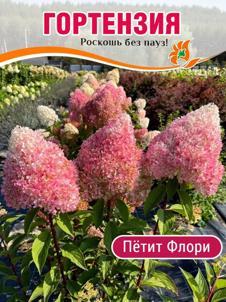 Гортензия Петит Флори (метельчатая) саженцы 