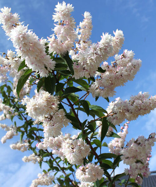 Дейция Плена (шершавая) саженцы 
