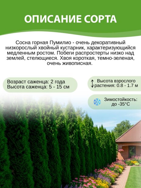 Сосна Пумилио (горная)