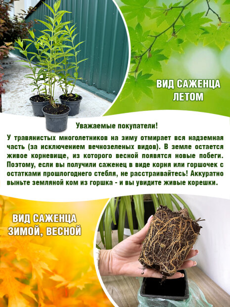 Флокс Морской петух