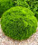 Туя Даника (западная)