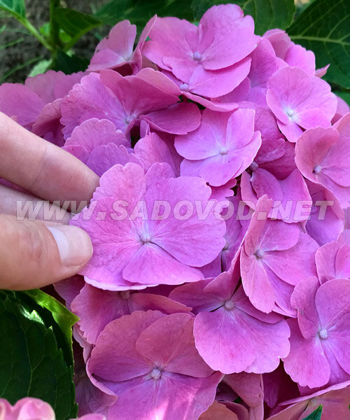 Гортензия Букет Роуз (крупнолистная) саженцы 