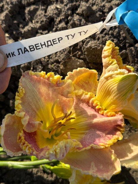 Лилейник Лавендер Ту Ту