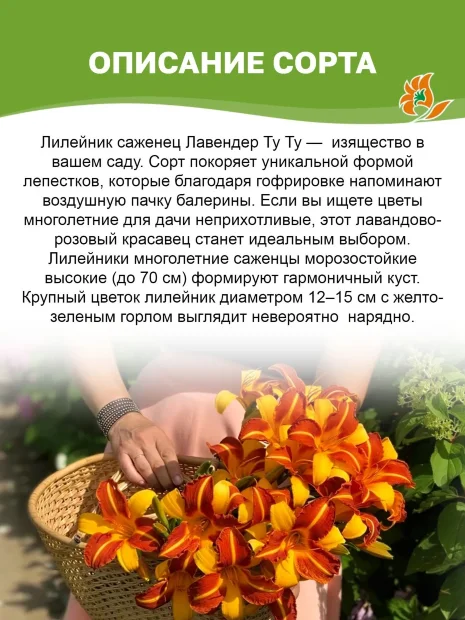Лилейник Лавендер Ту Ту