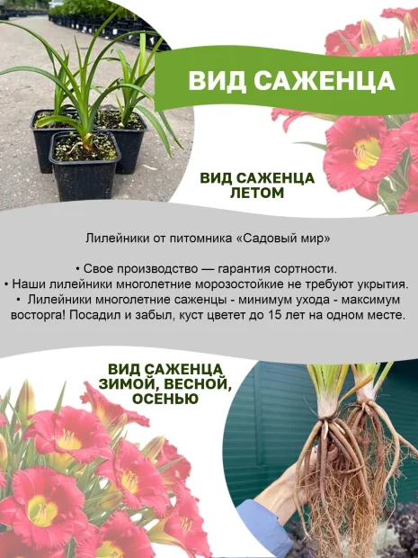 Лилейник Лавендер Ту Ту