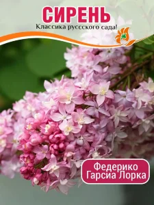 Сирень Федерико Гарсиа Лорка (обыкновенная) Сирень Федерико Гарсиа Лорка (обыкновенная)