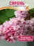 Сирень Федерико Гарсиа Лорка (обыкновенная) саженцы 
