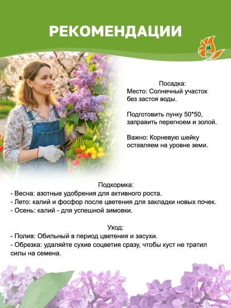 Сирень Федерико Гарсиа Лорка (обыкновенная) саженцы 