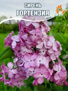 Сирень Гортензия (обыкновенная) Сирень Гортензия (обыкновенная)