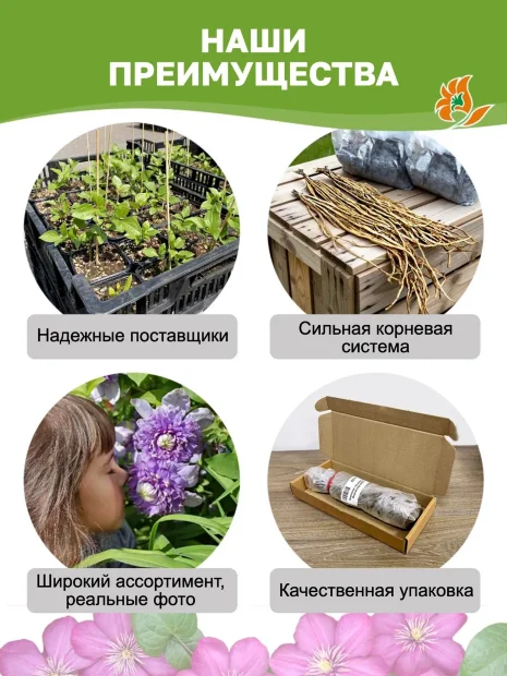 Клематис Солидарность (крупноцветковый) саженцы 