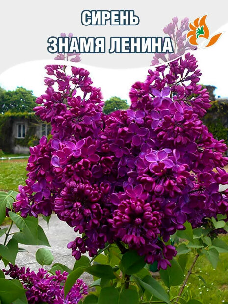 Сирень Знамя Ленина (обыкновенная) саженцы 