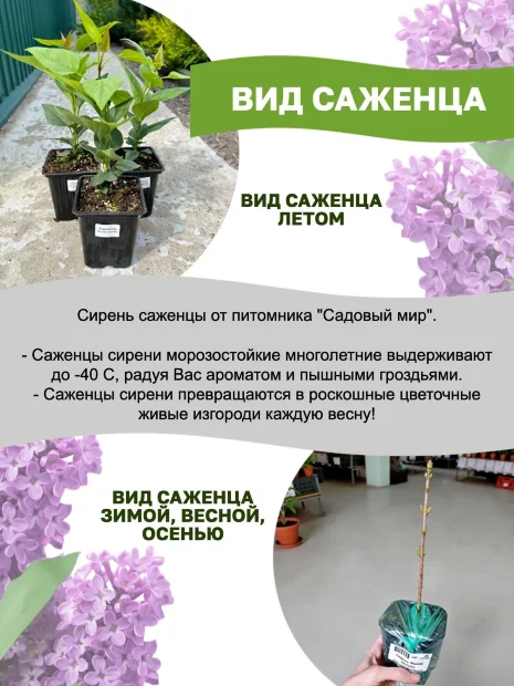 Сирень Знамя Ленина (обыкновенная) саженцы 