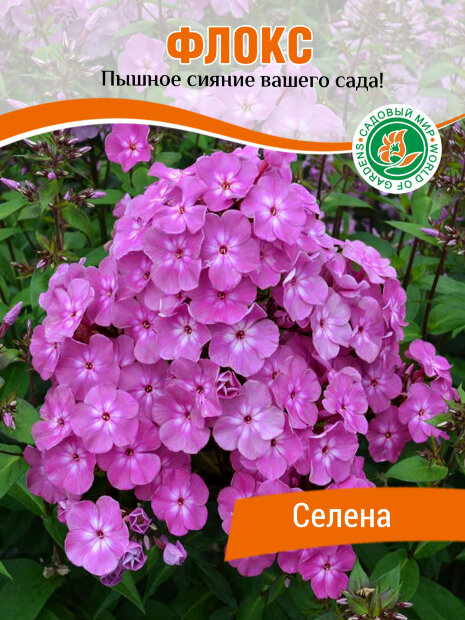 Флокс Селена