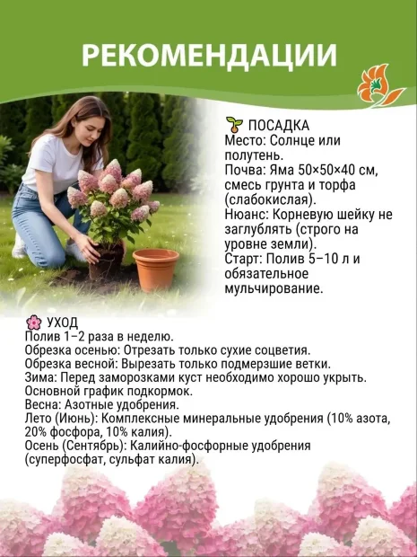 Гортензия Вайтлайт (метельчатая) саженцы 