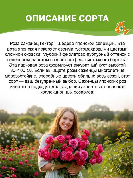 Роза Гектор 
