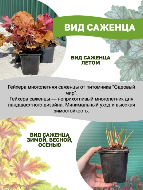 Гейхера Лайм Раффлз
