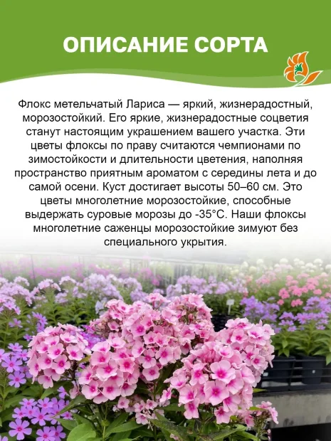 Флокс Лариса