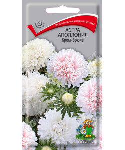 Астра Аполлония Крем-брюле Астра Аполлония Крем-брюле
