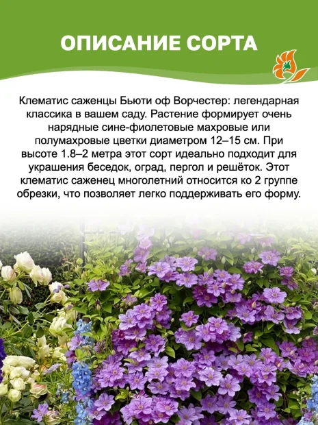 Клематис Бьюти оф Ворчестер (крупноцветковый) саженцы 