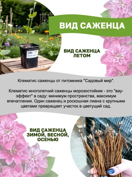 Клематис Бьюти оф Ворчестер (крупноцветковый) саженцы 