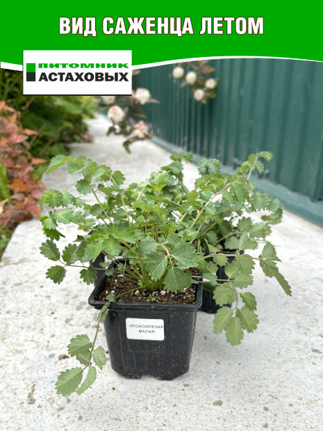 Кровохлебка малая