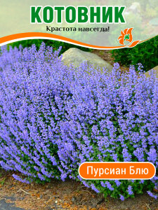 Котовник Пурсиан Блю, Фассена Котовник Пурсиан Блю, Фассена