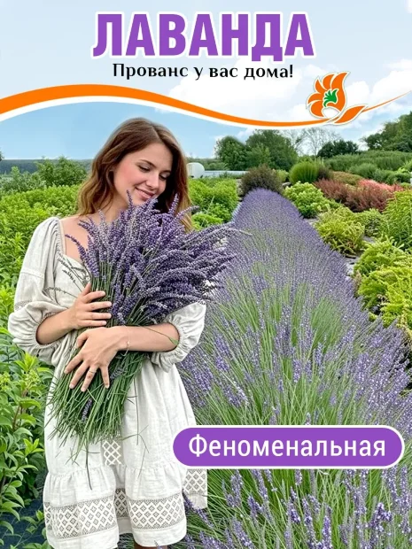 Лаванда Феноменальная саженцы 