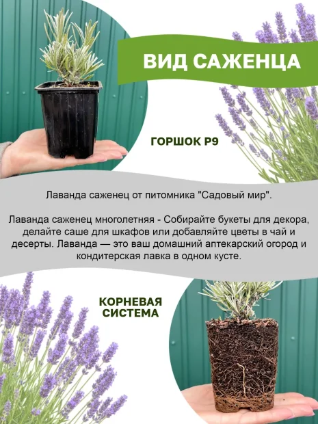 Лаванда Феноменальная саженцы 