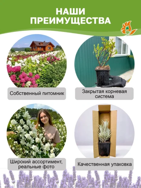 Лаванда Феноменальная саженцы 