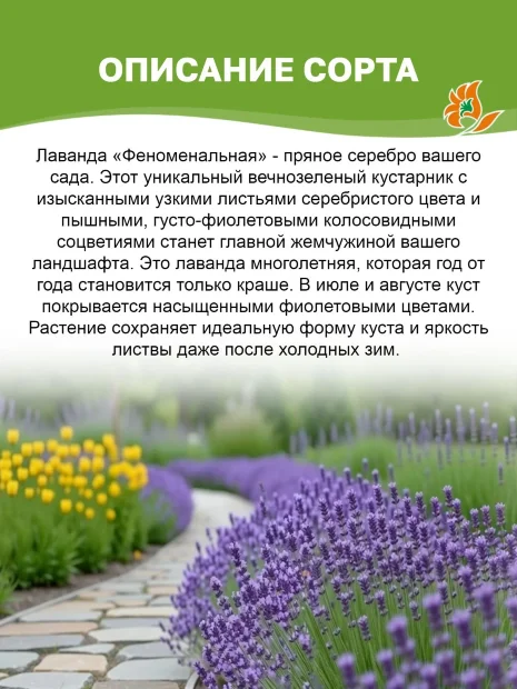 Лаванда Феноменальная саженцы 
