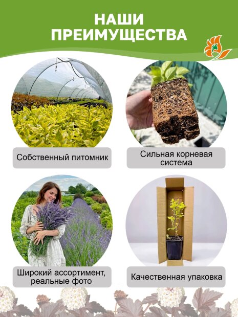 Пузыреплодник Лютеус (калинолистный)  саженцы 
