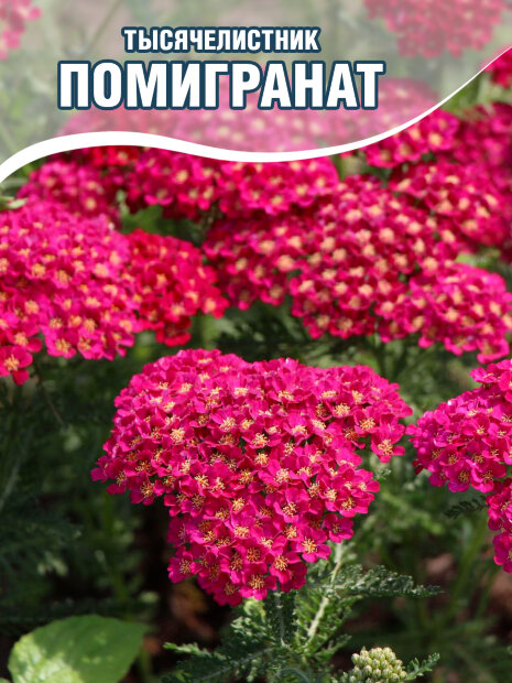 Тысячелистник Помигранат