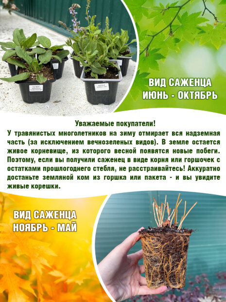 Тысячелистник Помигранат