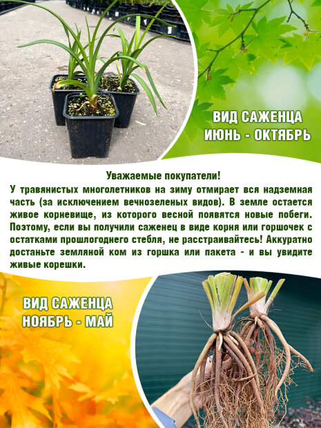 Лилейник Файнал Тач