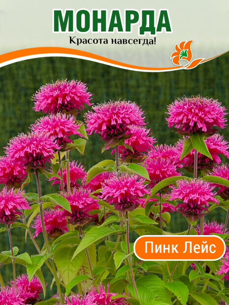 Монарда Пинк Лейс