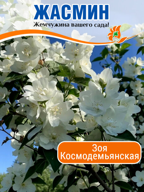 Жасмин Зоя Космодемьянская (Чубушник) саженцы 