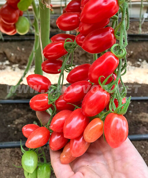 Томат Малиновый Фонтан F1 семена 