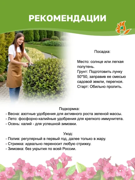 Пузыреплодник Дартс Голд (калинолистный) саженцы 