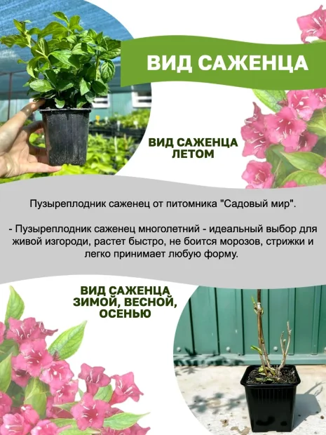 Пузыреплодник Дартс Голд (калинолистный) саженцы 