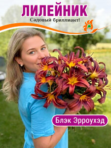Лилейник Блэк Эрроухэд