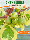 Актинидия Хоки Поки (Аргута) Актинидия Хоки Поки (Аргута)
