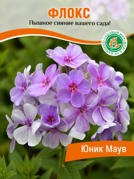Флокс Юник Маув