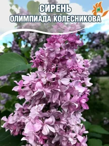 Сирень Олимпиада Колесникова (обыкновенная) Сирень Олимпиада Колесникова (обыкновенная)