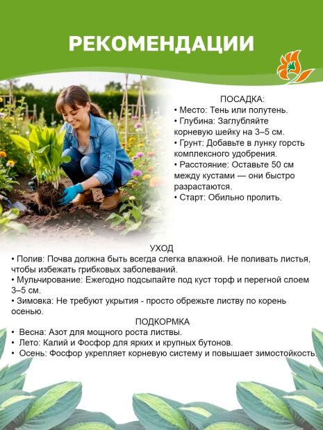 Хоста Франси (гибридная)