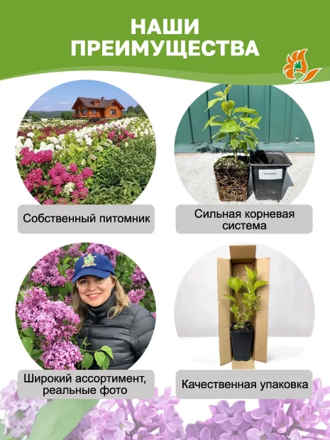 Сирень Изобилие (обыкновенная) саженцы 