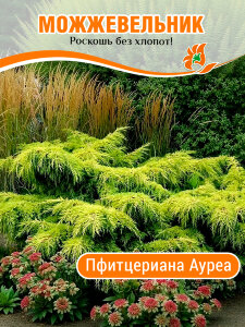 Можжевельник Пфитцериана Ауреа (средний)